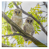 Barred Owlets Springtime Tegeltje (Voorkant)