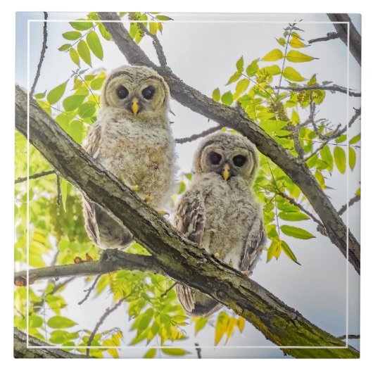 Barred Owlets Springtime Tegeltje (Voorkant)