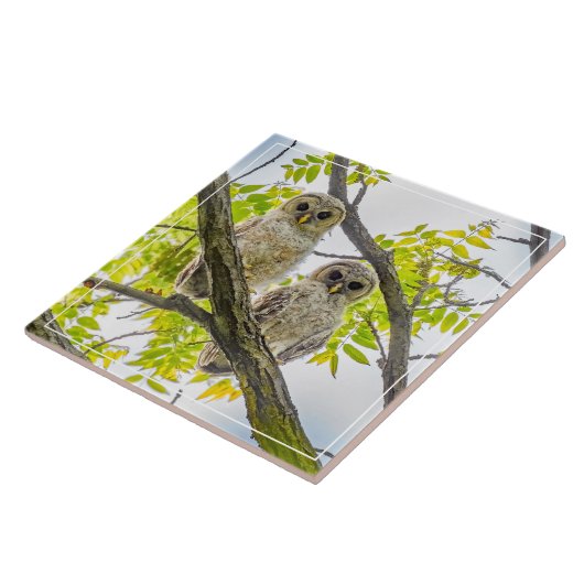 Barred Owlets Springtime Tegeltje (Zijkant)