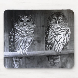 Barred Owls Muismat