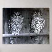 Barred Owls Poster (Voorkant)