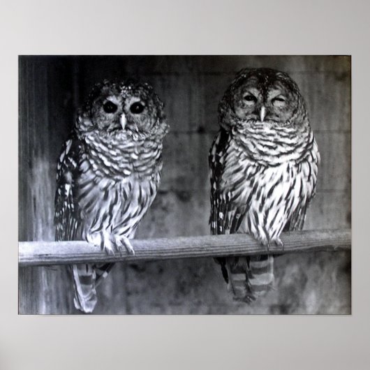 Barred Owls Poster (Voorkant)