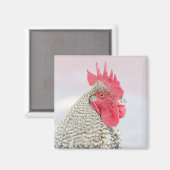 Barred Plymouth Rock Chicken Magneet (Voorkant / Achterkant)