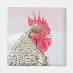 Barred Plymouth Rock Chicken Magneet