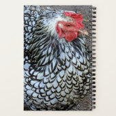 Barred Plymouth Rock Chicken Notitieboek (Achterkant)