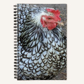 Barred Plymouth Rock Chicken Notitieboek (Voorkant)
