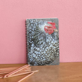 Barred Plymouth Rock Chicken Notitieboek