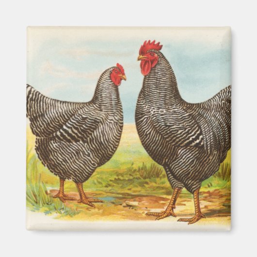  Barred Plymouth Rock Chickens Magnet (Voorkant)