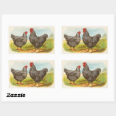  Barred Plymouth Rock Chickens Stickers (Vel)