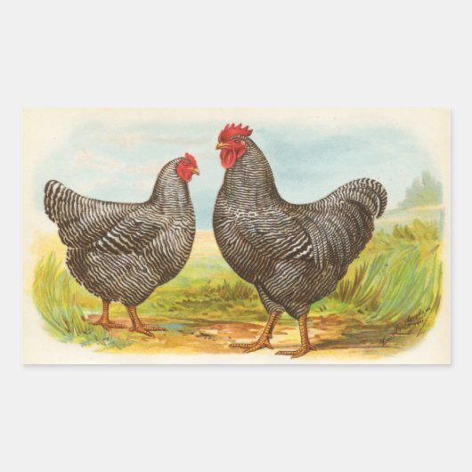  Barred Plymouth Rock Chickens Stickers (Voorkant)