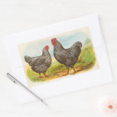  Barred Plymouth Rock Chickens Stickers (Envelop)