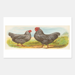 Barred Plymouth Rock Chickens Stickers