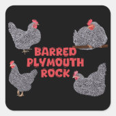 Barred Plymouth Rock Chickens Vierkante Sticker (Voorkant)