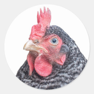 Barred Plymouth Rock Laying Hen Foto Ronde Sticker
