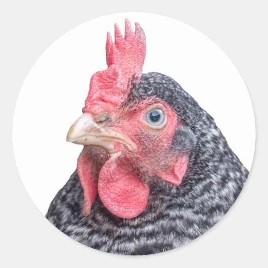 Barred Plymouth Rock Laying Hen Foto Ronde Sticker (Voorkant)