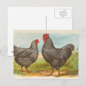Barred Plymouth Rocks Briefkaart (Voorkant / Achterkant)