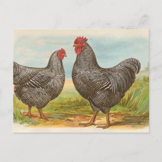 Barred Plymouth Rocks Briefkaart (Voorkant)