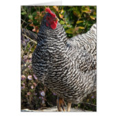 Barred Rock (Voorkant)