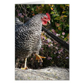 Barred Rock (Voorkant)