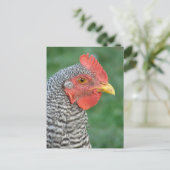 Barred Rock Briefkaart (Staand voorkant)