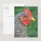 Barred Rock Briefkaart (Voorkant / Achterkant)