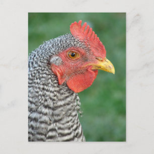 Barred Rock Briefkaart