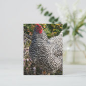 Barred Rock Briefkaart (Staand voorkant)