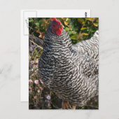 Barred Rock Briefkaart (Voorkant / Achterkant)