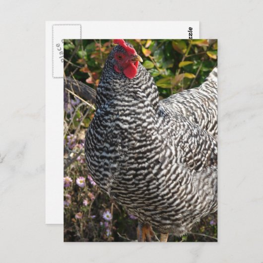 Barred Rock Briefkaart (Voorkant / Achterkant)