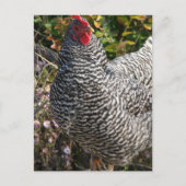 Barred Rock Briefkaart (Voorkant)