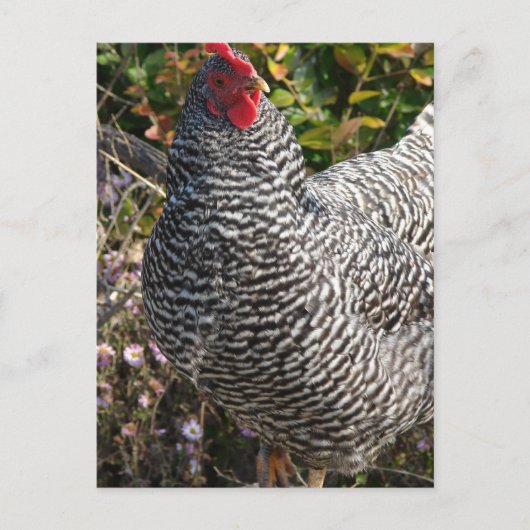 Barred Rock Briefkaart (Voorkant)