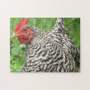 Barred Rock Chicken Hen Legpuzzel