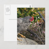 Barred Rock Hen Briefkaart (Voorkant / Achterkant)