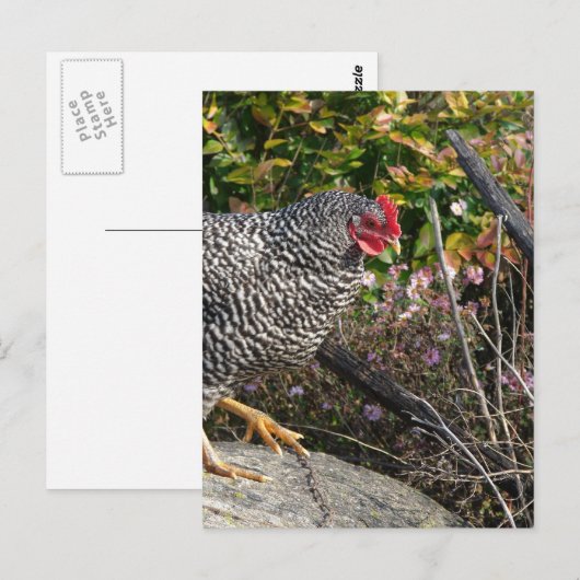 Barred Rock Hen Briefkaart (Voorkant / Achterkant)