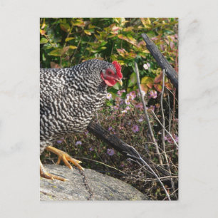 Barred Rock Hen Briefkaart
