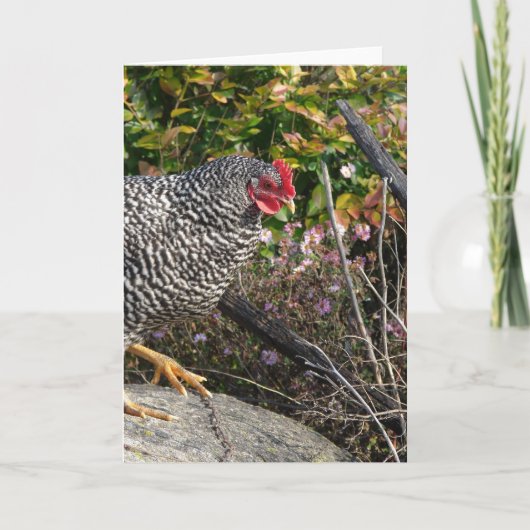 Barred Rock Hen Kaart (Voorkant)