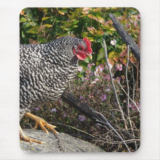 Barred Rock Hen Muismat (Voorkant)