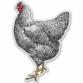  Barred Rock Plymouth Chicken Sticker (Voorkant)