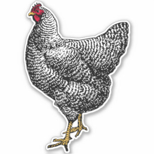 Barred Rock Plymouth Chicken Sticker