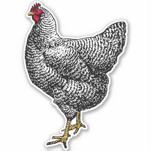  Barred Rock Plymouth Chicken Sticker (Voorkant)