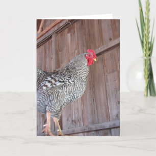 Barred Rock Rooster in een oude Barn Kaart