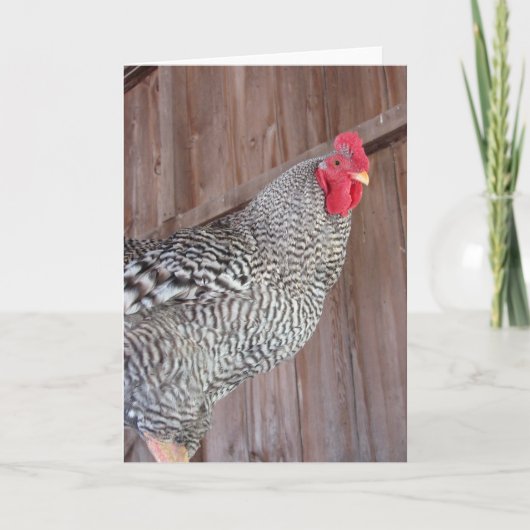 Barred Rock Rooster Kaart (Voorkant)