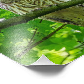 Barred Uil in Leafy Canopy Foto Afdruk (Hoek)