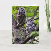 Barred Uilen - Owlets bedankkaart (Voorkant)