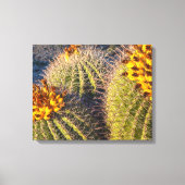 Barrel Cacti Canvas Afdruk (Voorkant)