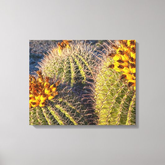Barrel Cacti Canvas Afdruk (Voorkant)