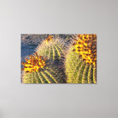 Barrel Cacti Canvas Afdruk (Voorkant)