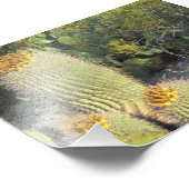 Barrel Cacti Photo Print Foto Afdruk (Hoek)