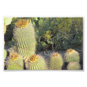 Barrel Cacti Photo Print Foto Afdruk