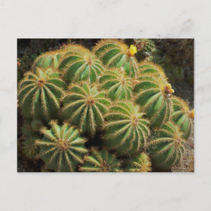Barrel Cactus Briefkaart